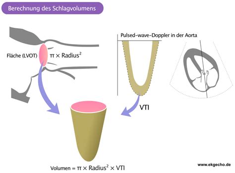 lv funktion herz|Abschätzung der linksventrikulären systolischen .